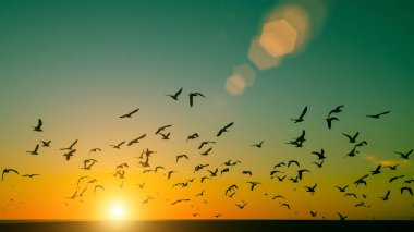 Atlantik Okyanusu üzerinde kuşlar