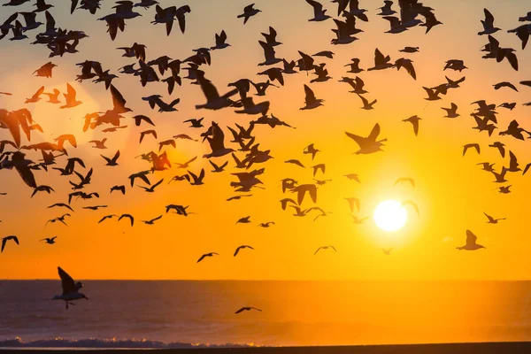 Birds over Atlantic ocean — Stock Photo, Image