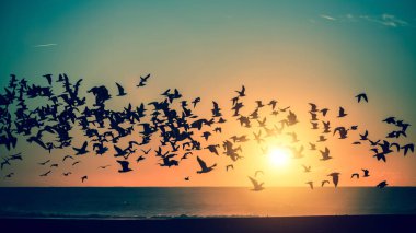 Birds over Atlantic ocean clipart