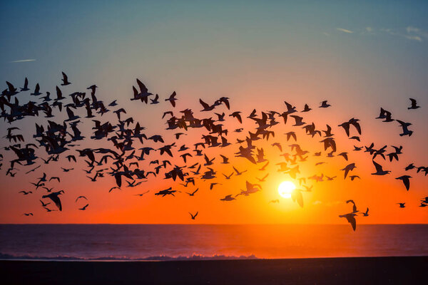 Birds over Atlantic ocean