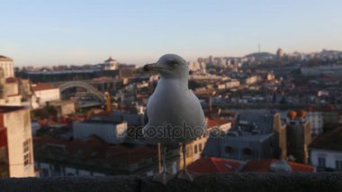 Porto arka plan üzerinde martı