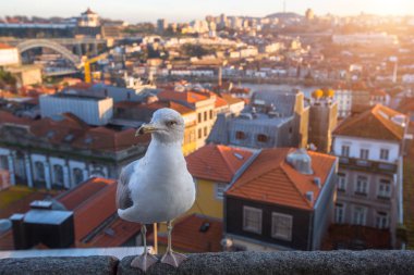 Çatıda oturan martı 
