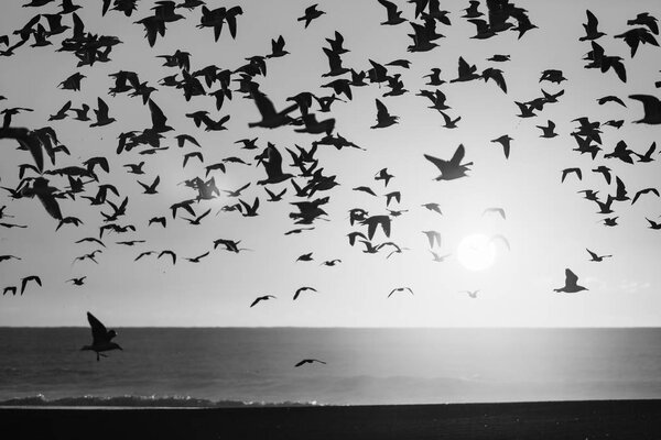 Birds over Atlantic ocean