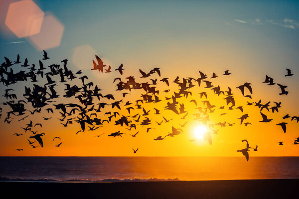 Birds over Atlantic ocean