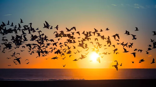 Aves sobre el océano Atlántico — Foto de Stock