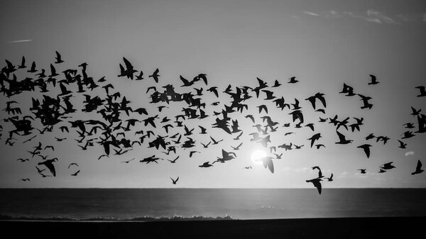 Birds over Atlantic ocean