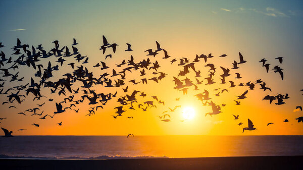 Birds over Atlantic ocean