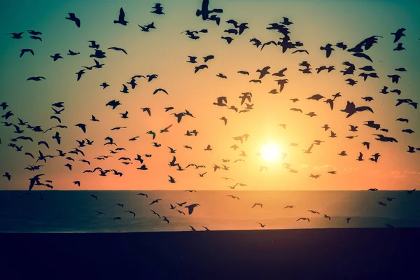 Flock of Seagulls over de Oceaan — Stockfoto