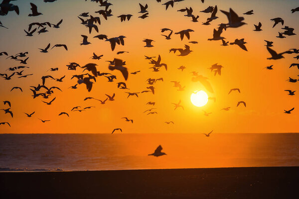 Flocks of birds above line of surf