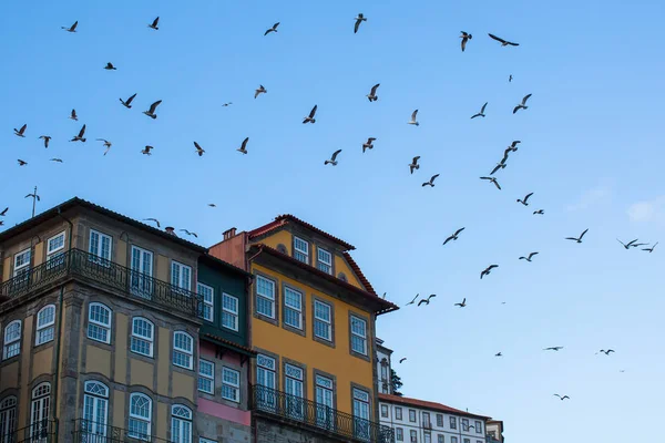 Casas contra o céu com aves gaivotas — Fotografia de Stock