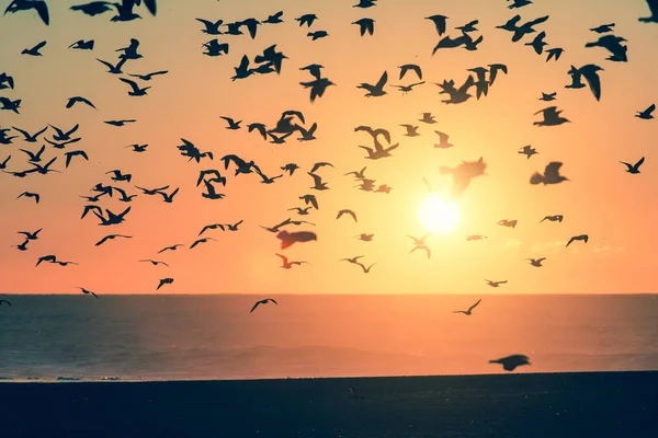 Silhouette birds over ocean — Stock Photo, Image