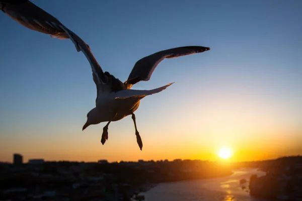 Silhouet van een zeemeeuw close-up over de rivier — Stockfoto