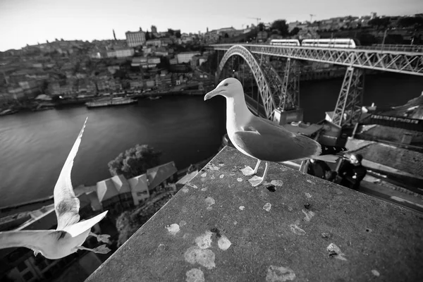 Чайка сидит на фоне моста — стоковое фото