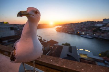 Martı Douro nehrinin arka planda siting