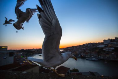 Martılar Douro Nehri üzerinde uçmak 