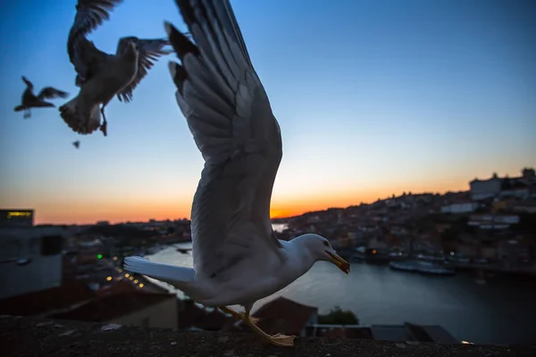 Sirályok repülnek, át a Douro-folyó — Stock Fotó