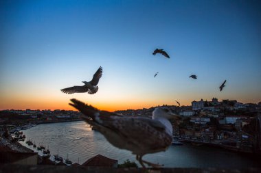 Martılar Douro Nehri üzerinde uçmak 