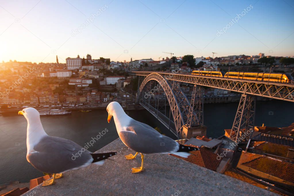 Seagull sitting on background of bridge