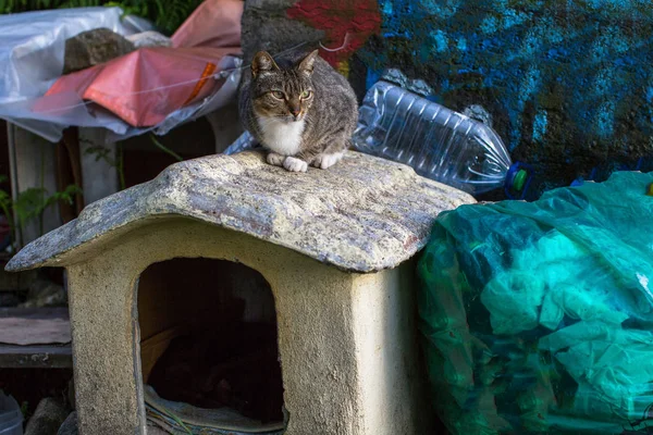 El gato se sienta en la casa del perro — Foto de Stock