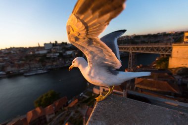 Martı Douro nehrinin arka planda siting