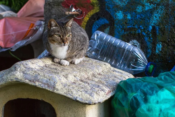 Cat sitting on the garbage dump. — Stock Photo, Image