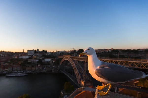 Чайка сидит на фоне моста — стоковое фото