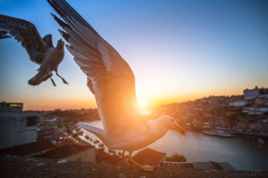 Martılar Porto arka plan üzerinde