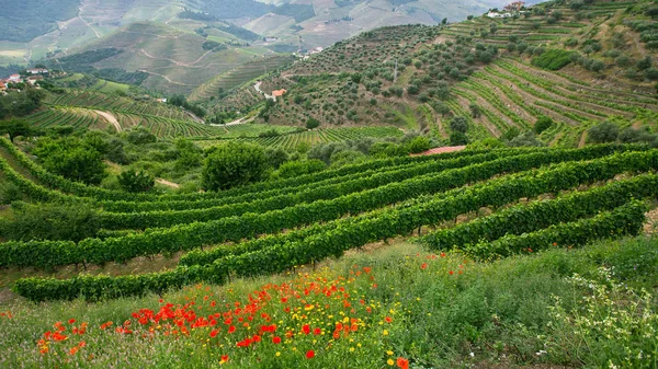 Dourovallei, portugal. — Stockfoto