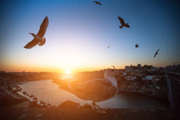Old town of Porto at sunset — Stock Photo, Image