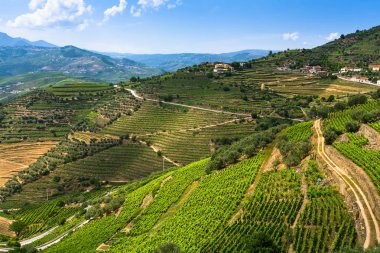 Douro valley, Portekiz.