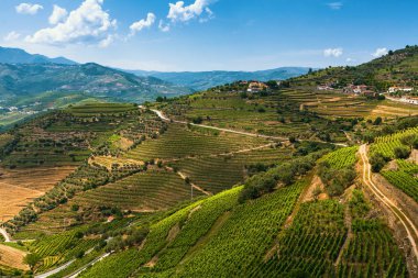 Douro valley, Portekiz.