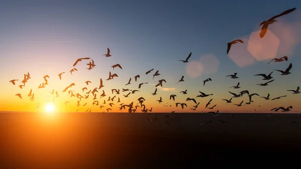 Rebanho de gaivotas silhuetas — Fotografia de Stock
