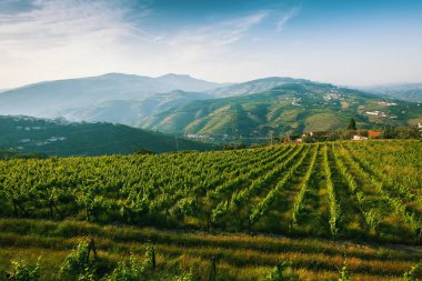 Douro valley, Portekiz.