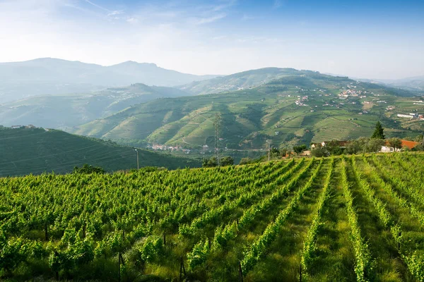 Douro valley, Portekiz.