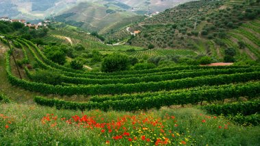 Douro valley, Portekiz.