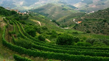 Douro valley, Portekiz.
