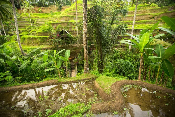 Zelené rýžové terasy v ostrově Bali — Stock fotografie