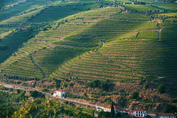 Uitzicht op de wijngaarden op heuvels — Stockfoto