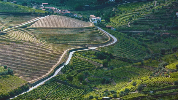 Bovenaanzicht van wijngaarden op heuvels — Stockfoto