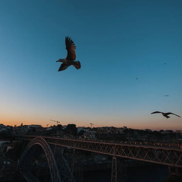 Seagull για το Dom Luis γέφυρα μου — Φωτογραφία Αρχείου