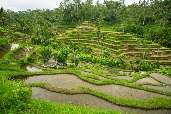 Terrazze di riso verde nell'isola di Bali — Foto Stock