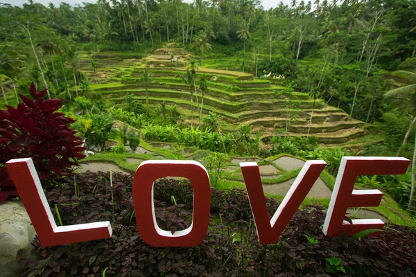 Love text written on the green rice terrace — Stock Photo, Image