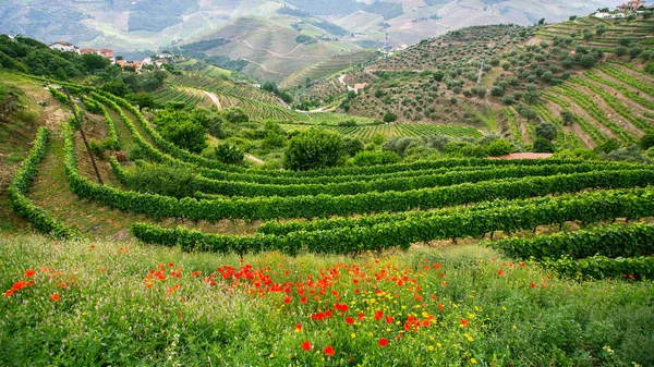 Douro Valley tepelerde üzüm bağları