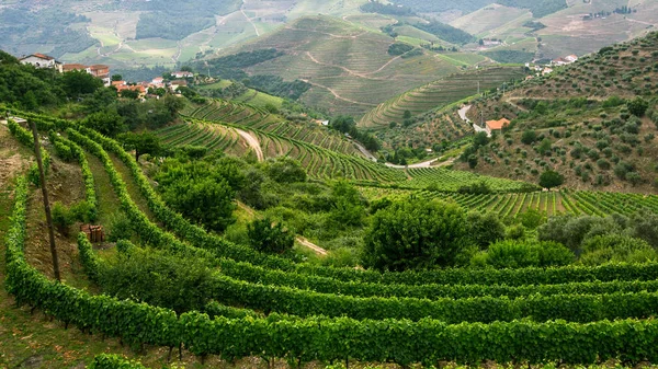 Colinas en el valle del Duero — Foto de Stock