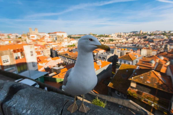 Porto arka plan üzerinde martı