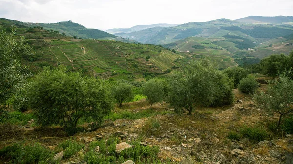 Heuvels van Douro Valley — Stockfoto