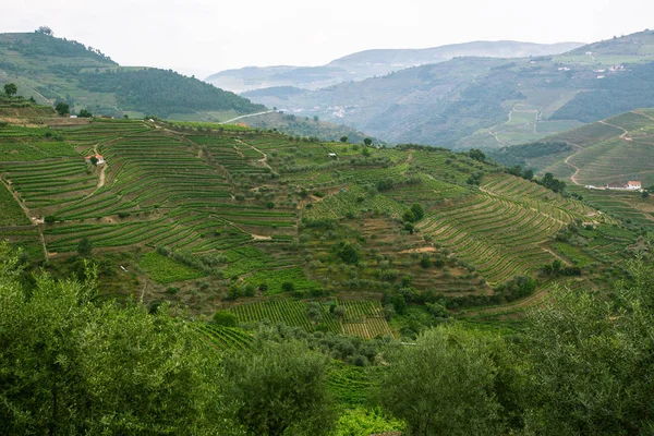 Heuvels van Douro Valley — Stockfoto