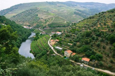 Douro Valley tepelerde üzüm bağları 