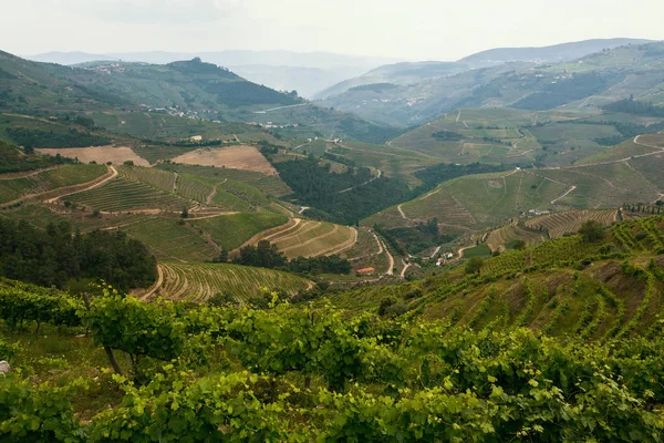 Douro Vadisi'nin görünümü