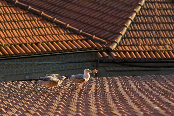 Telhados de azulejos velhos — Fotografia de Stock